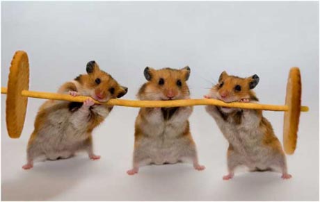 Clever Hamsters