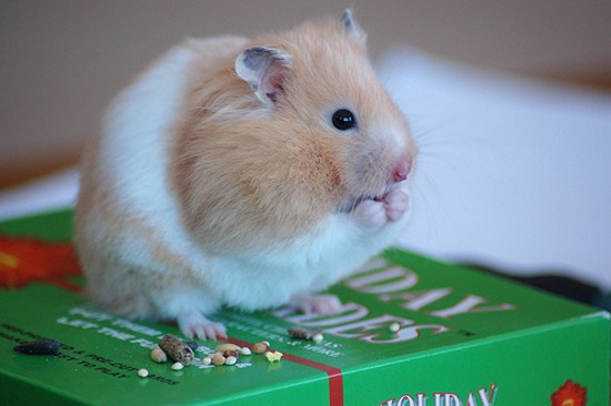 Hamster Eating Cereal