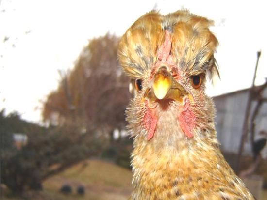 Hairstyle Of A Hen