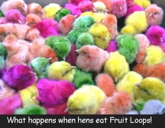 Because Of Fruit Loops