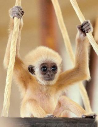 A Tiny Monkey