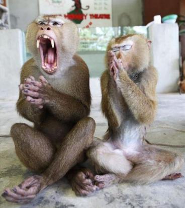 Praying Monkeys