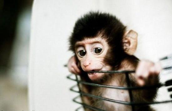 Cute Monkey Baby