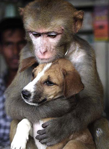 Monkey and Dog Love