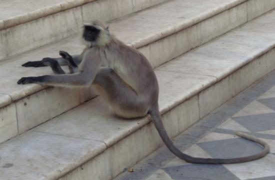 Religious Monkey