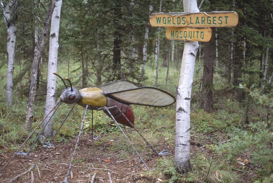 World's Largest Mosquito