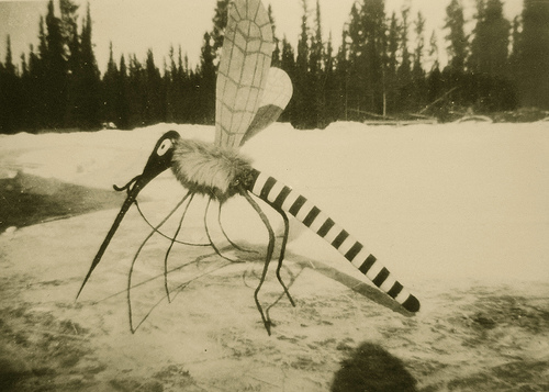 Old Picture Of Mosquito
