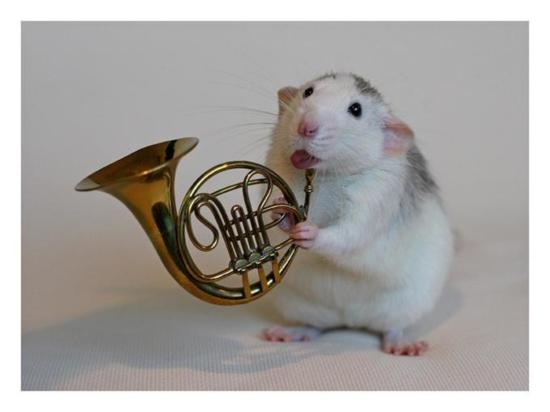 Musician Hamster