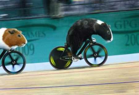 Cycling Of Hamsters