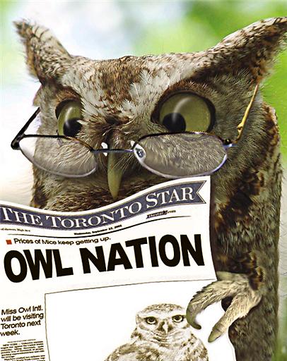 Owl Nation