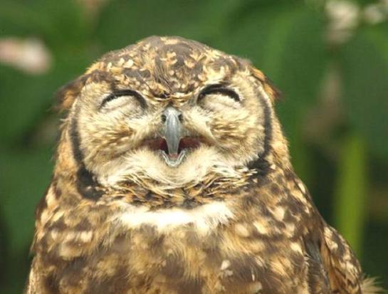 Happy Owl