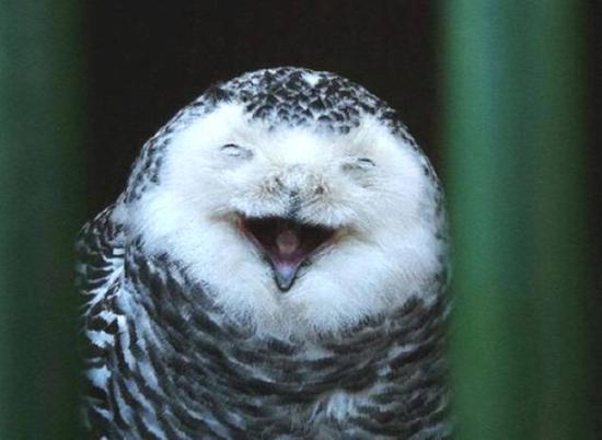 Laughing Owl