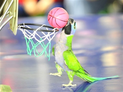 Sports Parrot