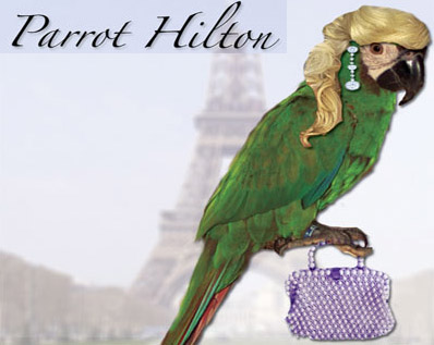 Parrot Hilton