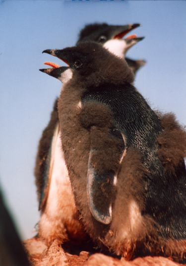 Lovely Penguins