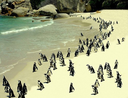 Penguins School