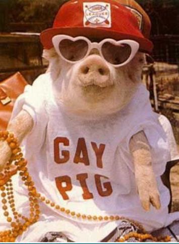 Gay Pig