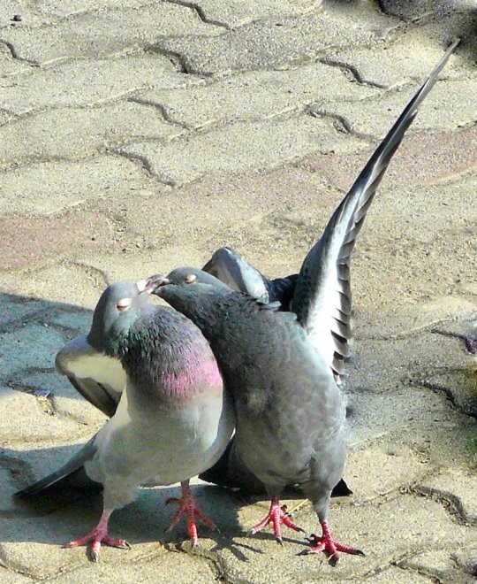 Dancing Pigeons