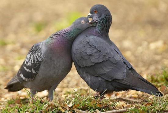 Pigeons Couple