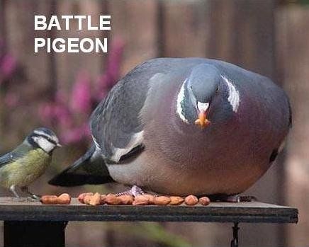 Battle Pigeon 