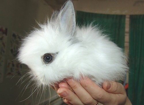 So Cute Bunny