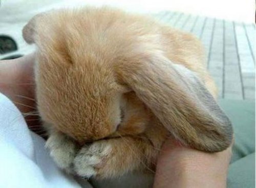 Crying Rabbit