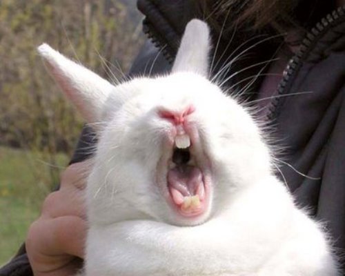 Yawning Rabbit