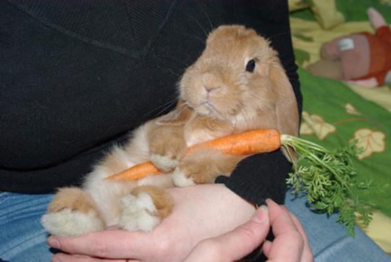 He Love Me,And I Love Carrot
