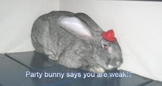 Grey bunny