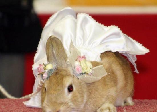 Bride Rabbit
