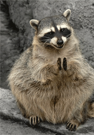 Clapping Raccoon