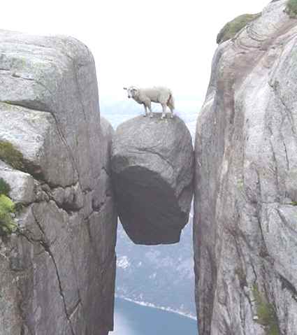 Adventurous Sheep