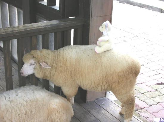 Kind Sheep