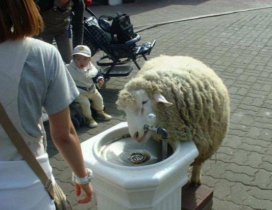Thirsty Sheep