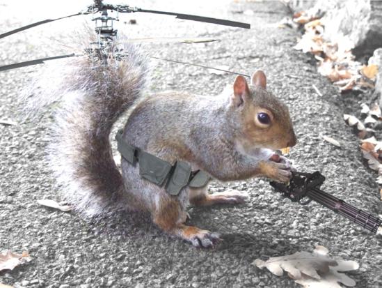 Brave Squirrel