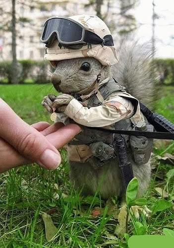 Medalist Squirrel