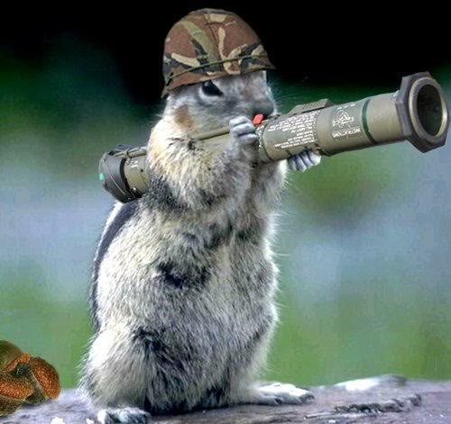 Soldier Squirrel