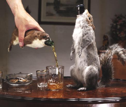 Bar Squirrel
