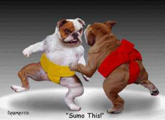 Sumo dogs