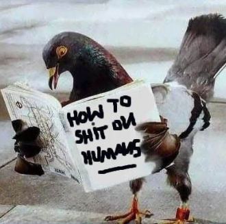 Learning Pigeon
