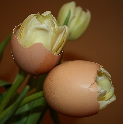 Eggs Flowers