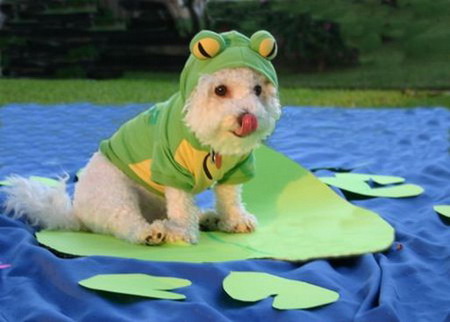Dog Dressed Like Frog 