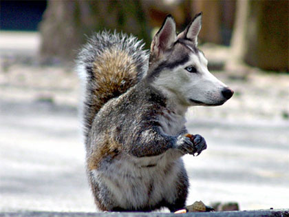 Disguised as Squirrel