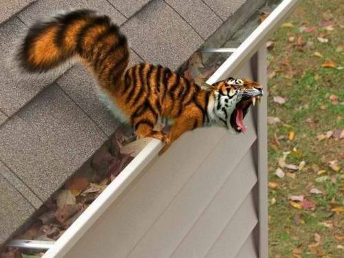 Photoshopped Tiger