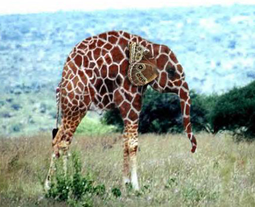 21 st century Giraffe