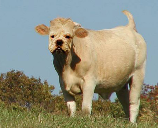 Cow with dog face