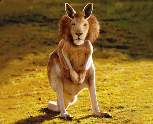 Lion Kangaroo