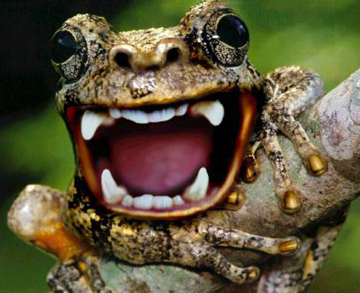 I am no ordinary frog