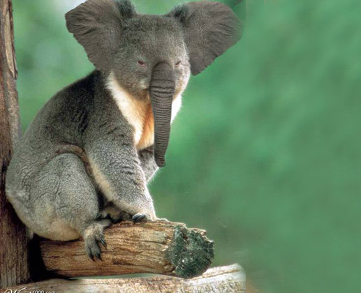 Koala With Trunk