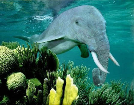 Swimmer Elephant